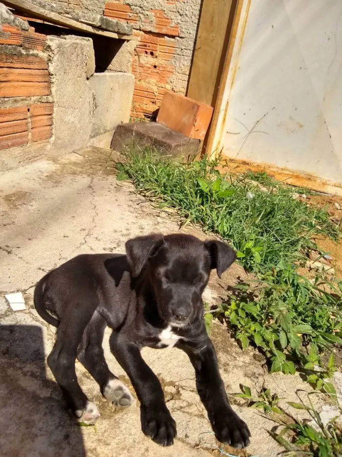 Cachorro raça Vira lata idade 2 a 6 meses nome Estrelinha 