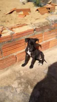 Estrelinha 