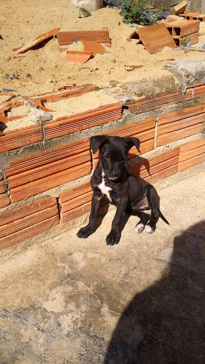 Cachorro raça Vira lata idade 2 a 6 meses nome Estrelinha 