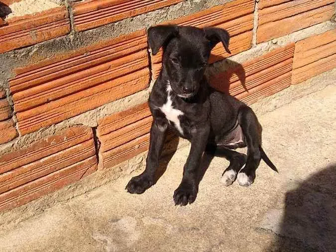 Cachorro raça Vira lata idade 2 a 6 meses nome Estrelinha 