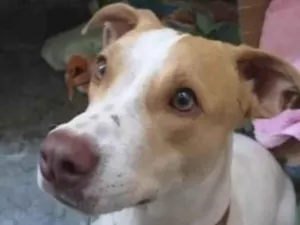 Cachorro raça Mestiço  idade 7 a 11 meses nome Galeguinho 