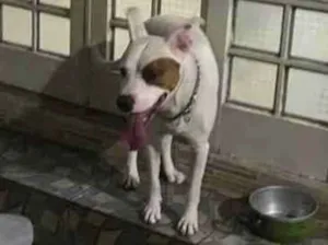 Cachorro raça Pitbull  idade 4 anos nome Nasus