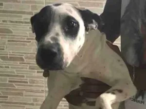 Cachorro raça Vira lata  idade 2 anos nome Atena