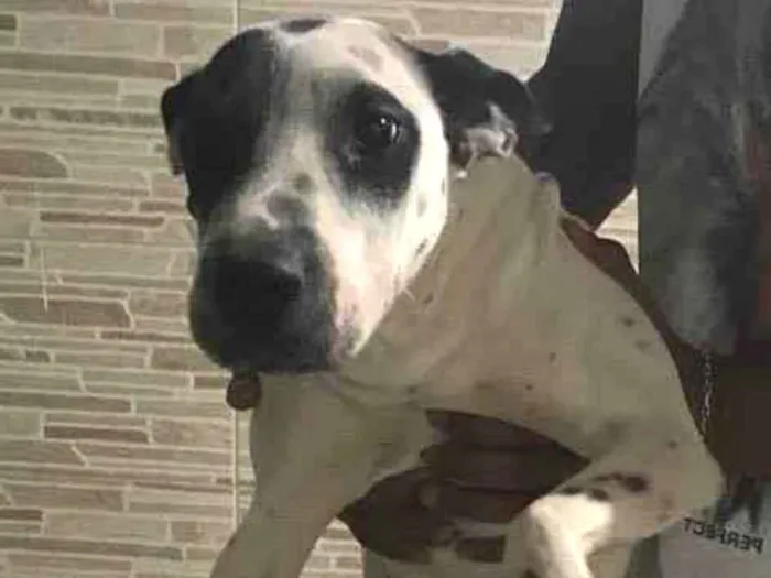 Cachorro ra a Vira lata  idade 2 anos nome Atena