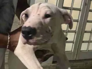 Cachorro raça Pitbull  idade 7 a 11 meses nome Laila