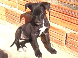 Cachorro raça Vira lata idade 2 a 6 meses nome Estrelinha 