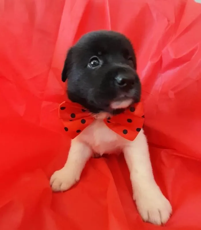 Cachorro ra a Srd  idade Abaixo de 2 meses nome Filhotes 30 dias 