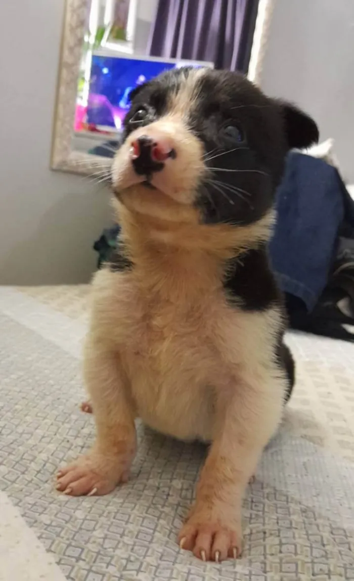 Cachorro ra a Srd  idade Abaixo de 2 meses nome Filhotes 30 dias 