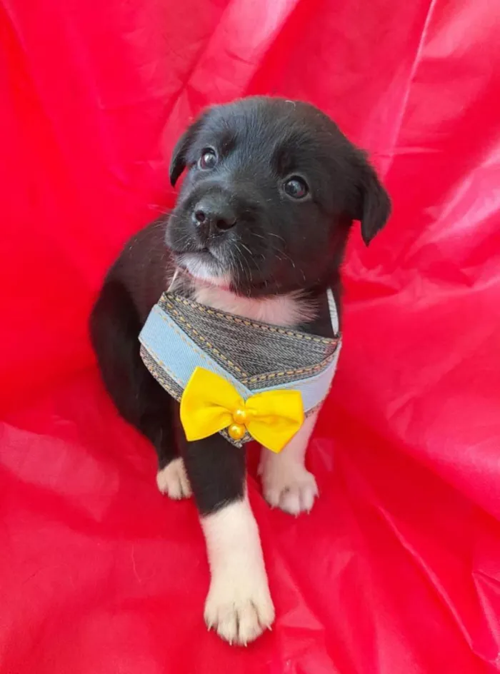 Cachorro ra a Srd  idade Abaixo de 2 meses nome Filhotes 30 dias 