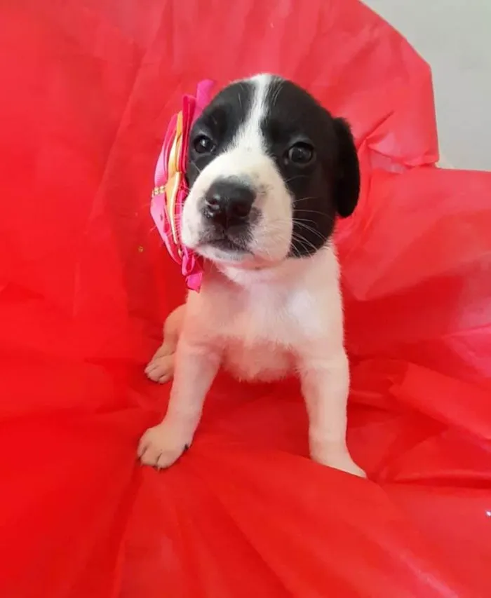 Cachorro ra a Srd  idade Abaixo de 2 meses nome Filhotes 30 dias 