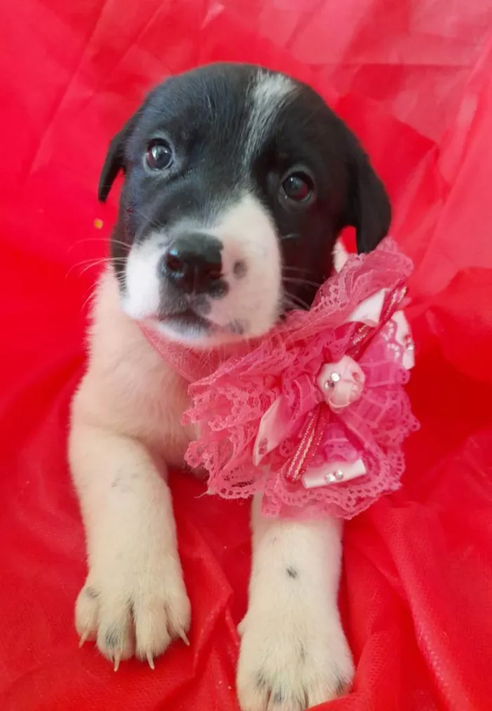 Cachorro ra a Srd  idade Abaixo de 2 meses nome Filhotes 30 dias 