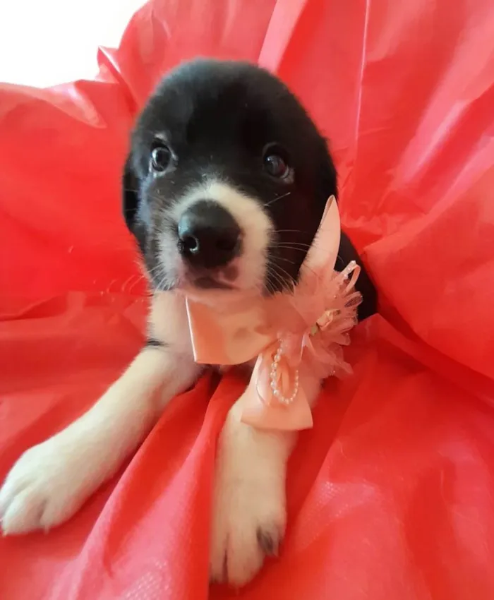 Cachorro ra a Srd  idade Abaixo de 2 meses nome Filhotes 30 dias 