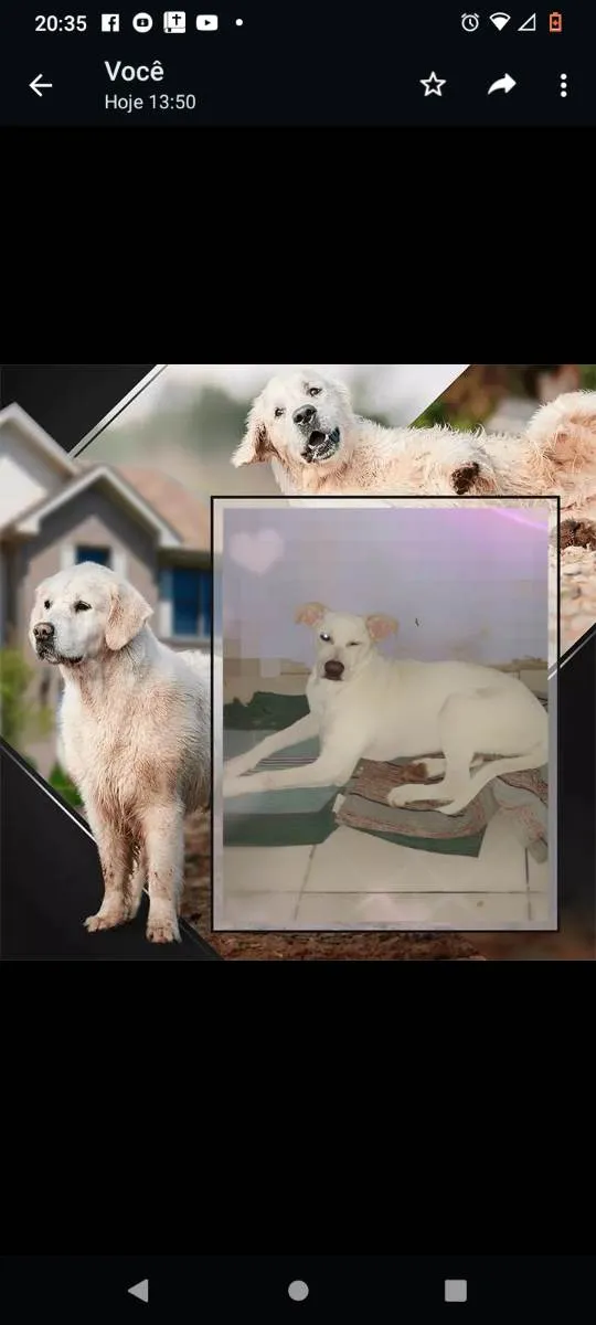 Cachorro ra a Labrador misturado  idade 7 a 11 meses nome Polly