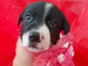 Cachorro raça Srd  idade Abaixo de 2 meses nome Filhotes 30 dias 