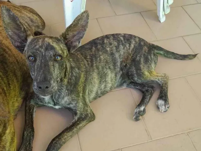 Cachorro raça SRD idade 2 a 6 meses nome Ross e Mônica 