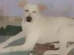 Cachorro raça Labrador misturado  idade 7 a 11 meses nome Polly