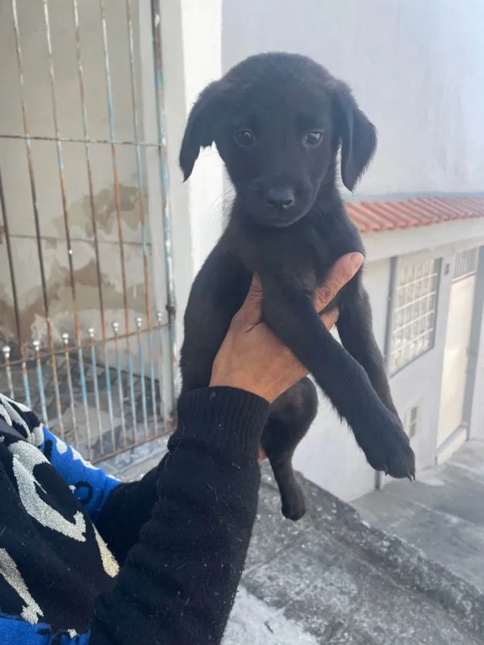 Cachorro raça Sem raça definida  idade 2 a 6 meses nome Pretinha 