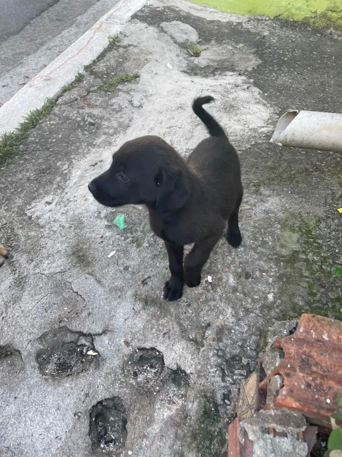 Cachorro raça Sem raça definida  idade 2 a 6 meses nome Pretinha 