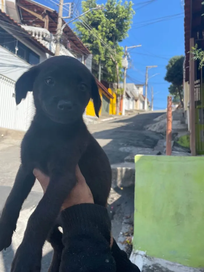 Cachorro raça Sem raça definida  idade 2 a 6 meses nome Pretinha 