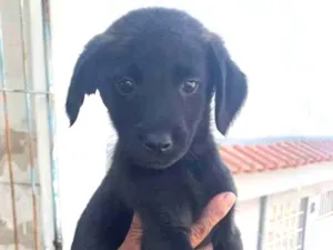 Cachorro raça Sem raça definida  idade 2 a 6 meses nome Pretinha 