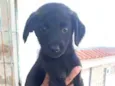 Cachorro raça Sem raça definida  idade 2 a 6 meses nome Pretinha 