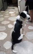 Cachorro raça SRD idade 1 ano nome Alfredo