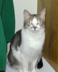 Shena