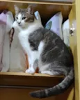 Shena