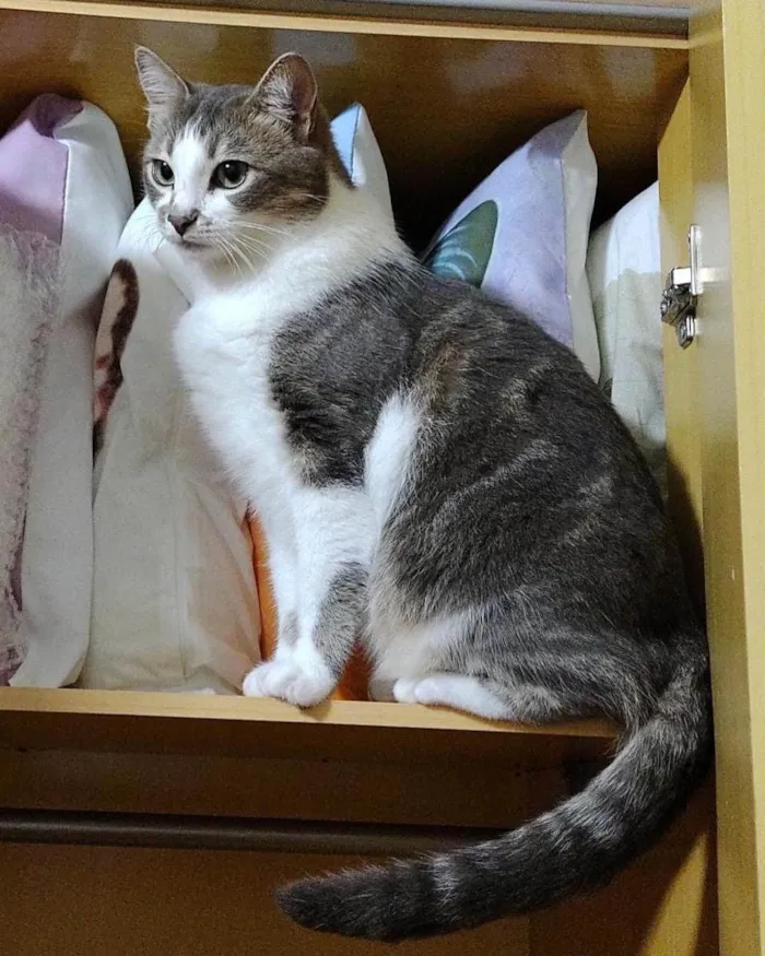 Gato ra a Srd idade 7 a 11 meses nome Shena