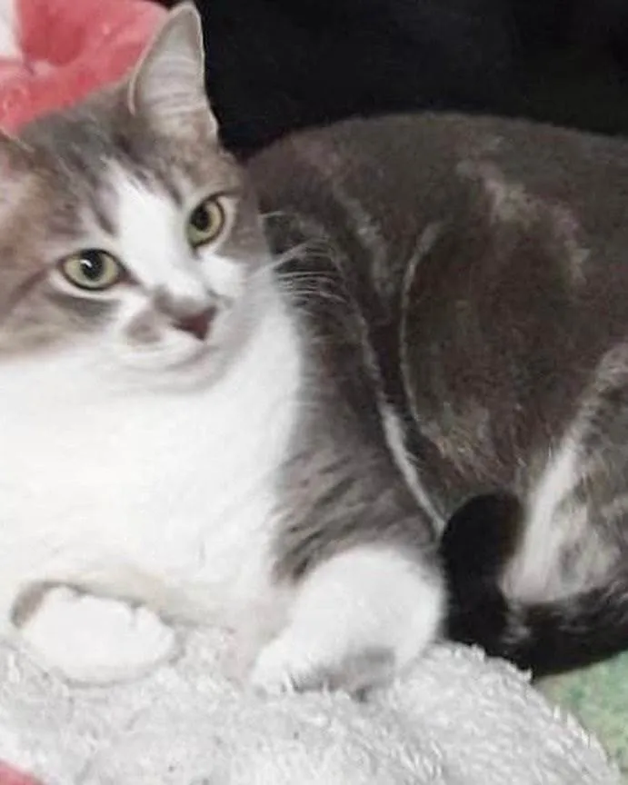 Gato ra a Srd idade 7 a 11 meses nome Shena