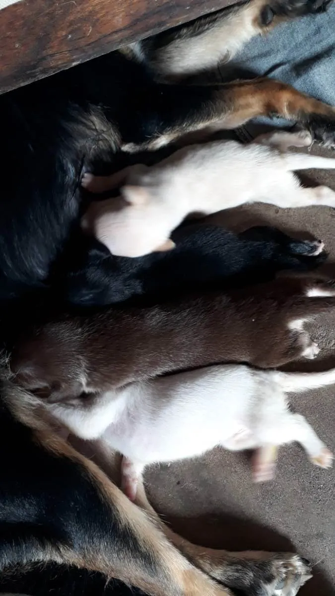 Cachorro ra a MESTIÇO idade Abaixo de 2 meses nome SEM NOME