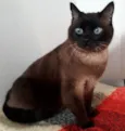 NININHA