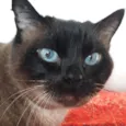 NININHA