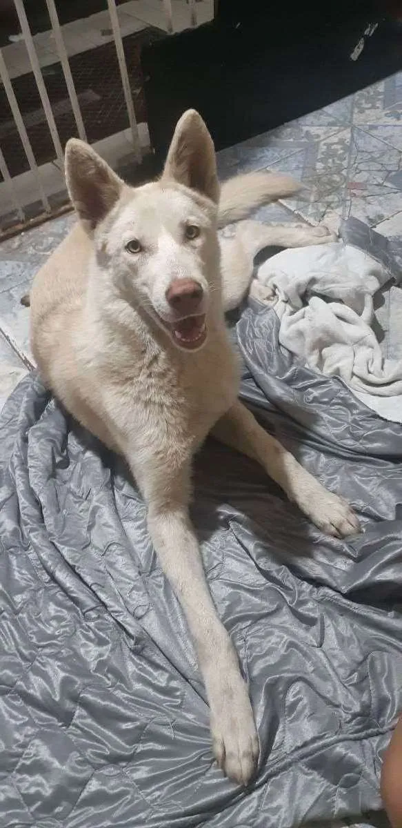 Cachorro raça Pastor alemão branco idade 1 ano nome Neve
