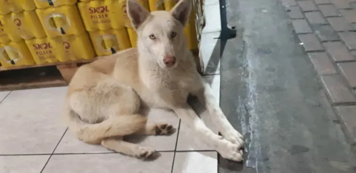 Cachorro raça Pastor alemão branco idade 1 ano nome Neve