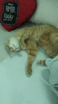 Simba