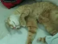 Simba