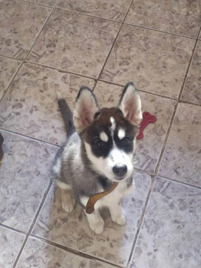 Cachorro raça Husky Siberiano idade 2 a 6 meses nome Maggy
