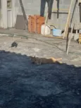 Simba
