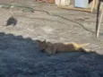 Simba