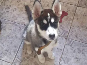 Cachorro raça Husky Siberiano idade 2 a 6 meses nome Maggy