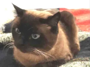 Gato raça siames idade 3 anos nome NININHA