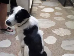 Cachorro raça SRD idade 1 ano nome Alfredo