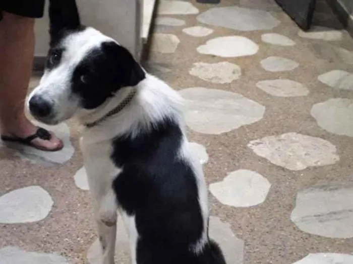 Cachorro raça SRD idade 1 ano nome Alfredo