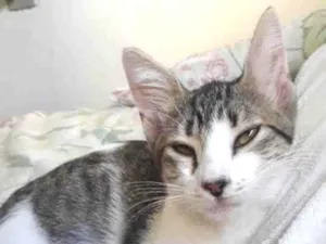 Gato raça Srd idade 1 ano nome Bianca