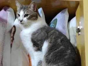 Gato raça Srd idade 7 a 11 meses nome Shena