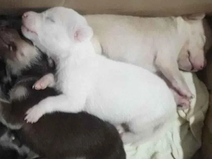 Cachorro ra a MESTIÇO idade Abaixo de 2 meses nome SEM NOME