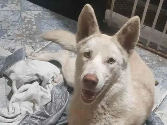 Cachorro raça Pastor alemão branco idade 1 ano nome Neve