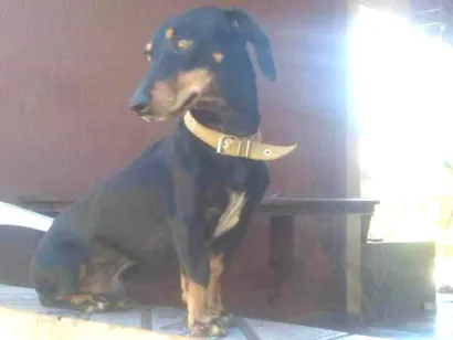 Cachorro raça Salsicha idade 5 anos nome Neguin