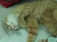 Simba